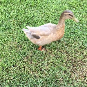 Meet your Posher, Leslie