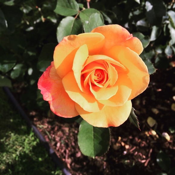 Meet your Posher, Rachel - Picture 1 of 1