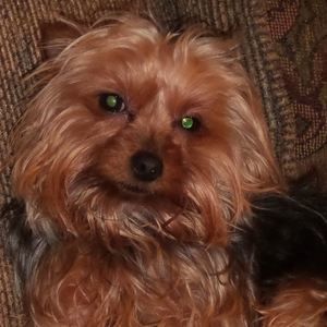 Meet your Posher, Dana