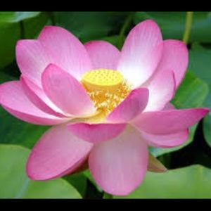 Meet your Posher, Anabel