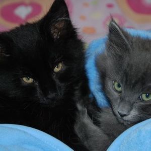 Meet your Posher, Leslie