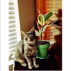 Meet your Posher, Sasha