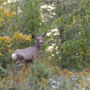 Meet your Posher, Adrian