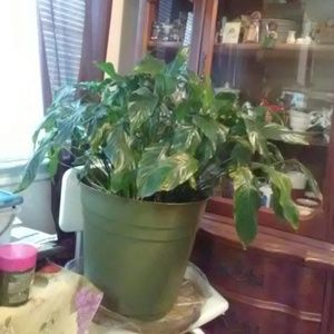 Meet your Posher, Marion