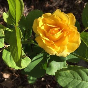 Meet your Posher, Elleen