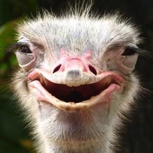 Meet your Posher, Helena