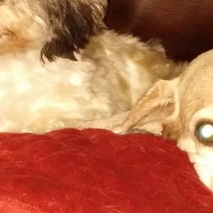 Meet your Posher, Regina