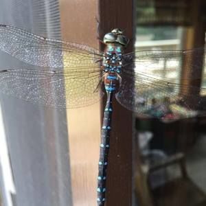 Meet your Posher, Wendy