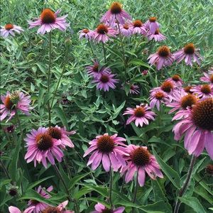 Meet your Posher, Terry