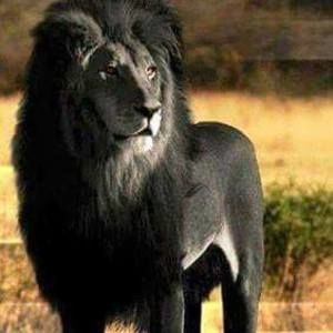 Meet your Posher, Sarian