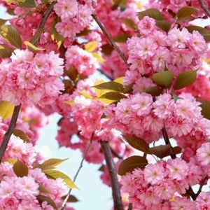 Meet your Posher, Sofia