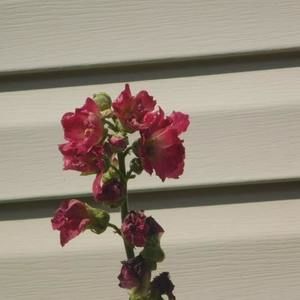 Meet your Posher, Gail