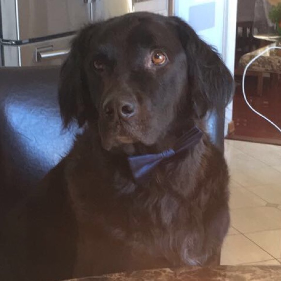 Meet your Posher, Oscar and Oscar Jr. - Picture 2 of 6