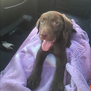 Meet your Posher, Madison