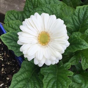 Meet your Posher, Beth