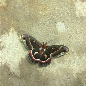 Meet your Posher, Patty