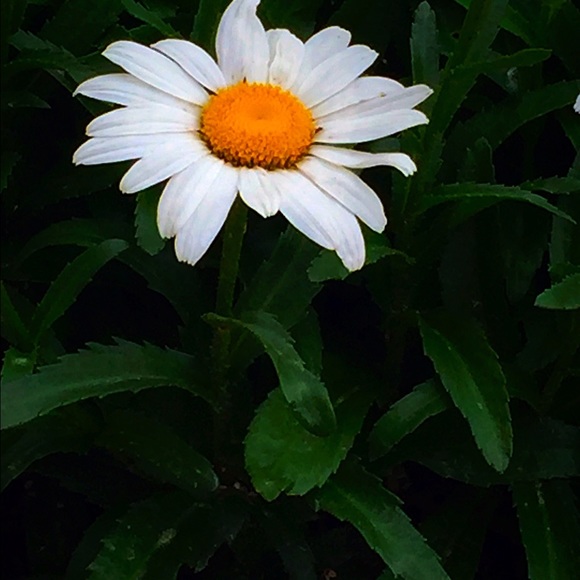 Meet your Posher, Makenzi