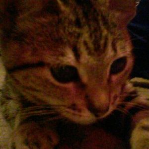 Meet your Posher, Irma