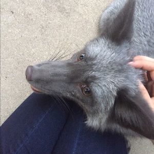 Meet your Posher, Olivia