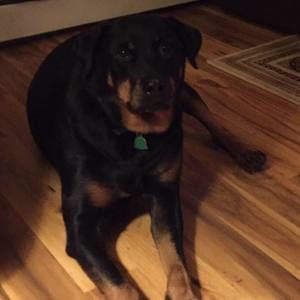 Meet your Posher, Tara