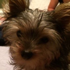 Meet your Posher, Suzi