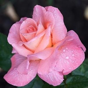 Meet your Posher, Alice