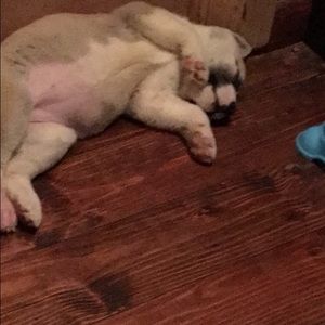 Meet your Posher, Janie