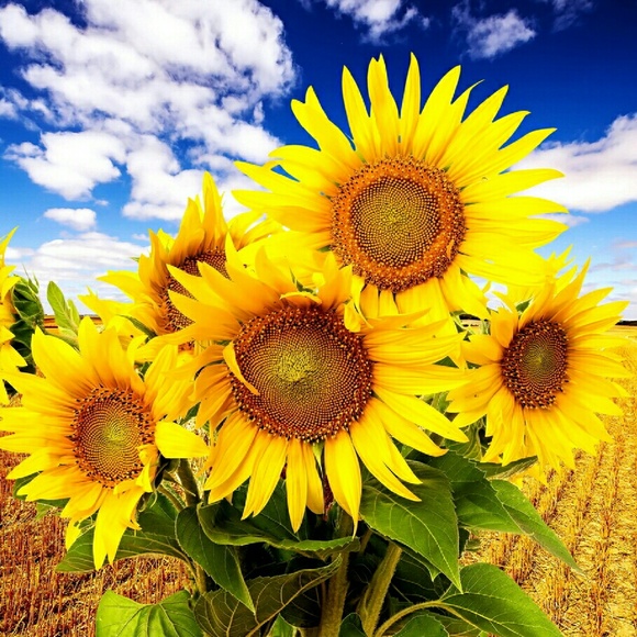 Meet your Posher, Sheila