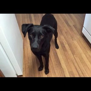 Meet your Posher, Dani