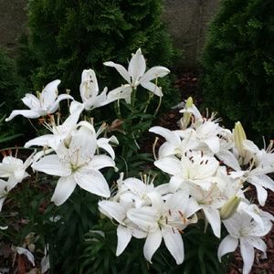 Meet your Posher, Ann