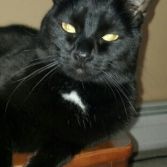 Meet your Posher, Kimber - Picture 1 of 1
