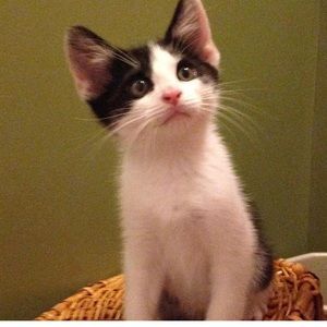 Meet your Posher, Kate