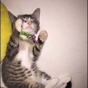 Meet your Posher, Carlos