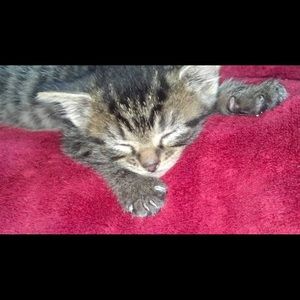 Meet your Posher, Tara