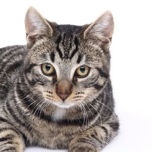 Meet your Posher, Gussie