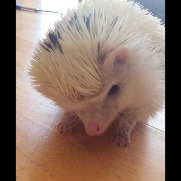 Meet your Posher, Marlene