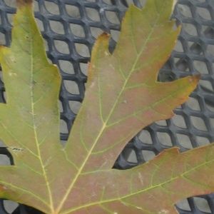 Meet your Posher, Ryanne