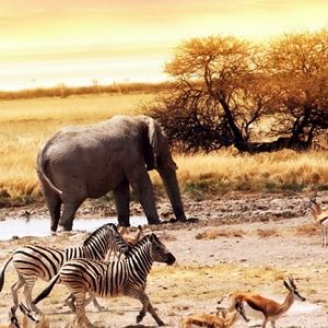 Meet your Posher, Desiree