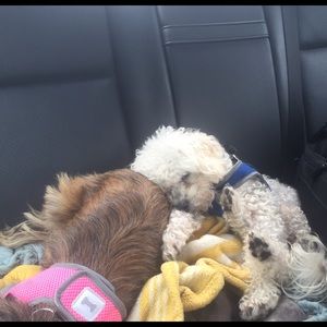 Meet your Posher, Dawn