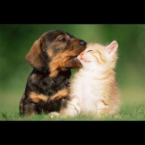 Meet your Posher, Perla