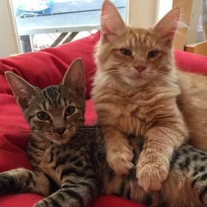 Meet your Posher, Julia