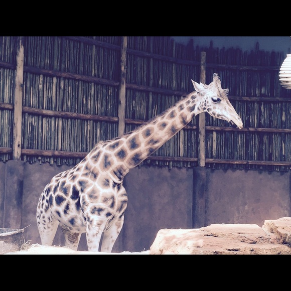 Meet your Posher, Erica - Picture 1 of 1