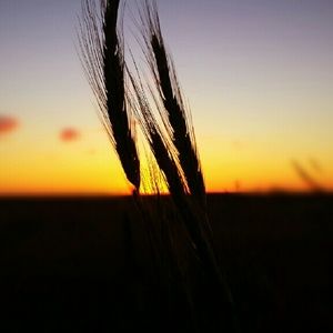 Meet your Posher, Greta