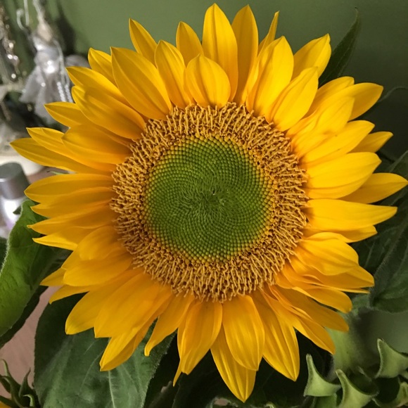 Meet your Posher, Coral