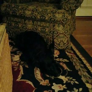 Meet your Posher, Joy