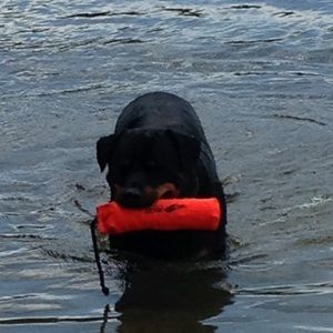 Meet your Posher, Conner