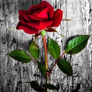 Meet your Posher, Tremaine