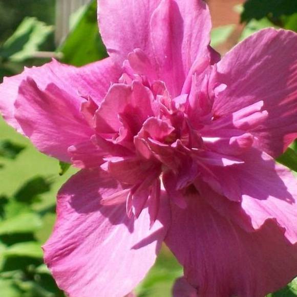 Meet your Posher, Pam - Picture 1 of 1