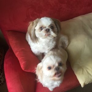 Meet your Posher, Reva