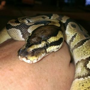 Meet your Posher, Shelly